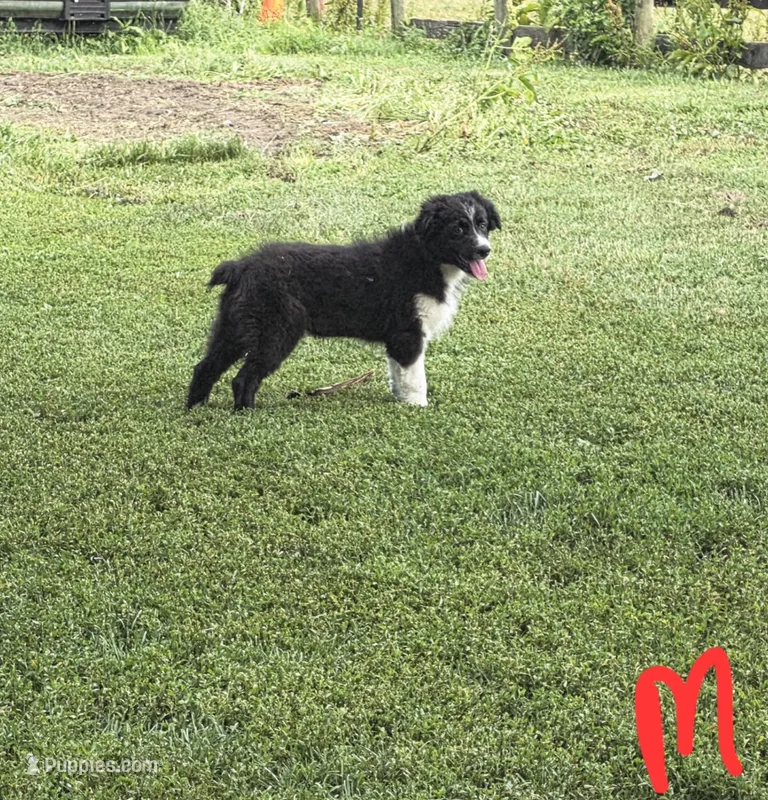 Zippy – Australian Shepherd puppy for sale in Culpeper, VA