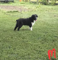 Zippy, a male Australian Shepherd for sale in Culpeper, VA – 1 of 3