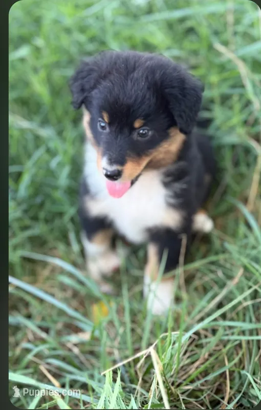 Chloe – Miniature Australian Shepherd puppy for sale in Culpeper, VA