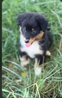 Chloe, a female Miniature Australian Shepherd for sale in Culpeper, VA – 1 of 1