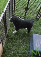May May, a female Australian Shepherd for sale in Culpeper, VA – 2 of 2
