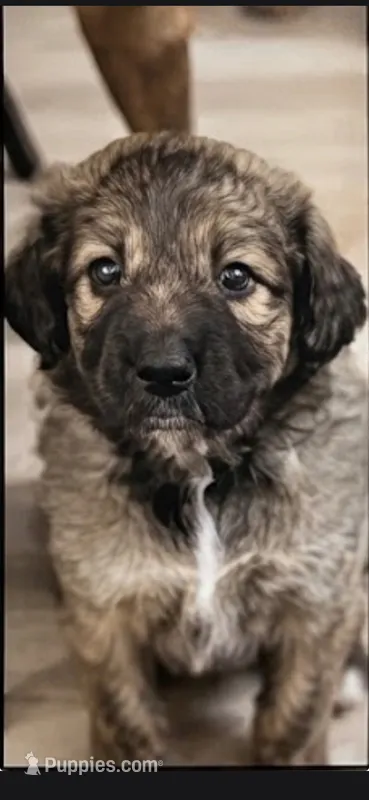 Sage – Aussiedoodle puppy for sale in Culpeper, VA