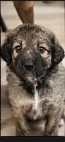 Sage, a female Aussiedoodle for sale in Culpeper, VA – 1 of 1