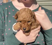 Blue, a male Poodle - Toy  for sale in Chesterfield, MO – 3 of 3