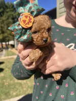 Pink, a female Poodle - Toy  for sale in Chesterfield, MO – 1 of 3