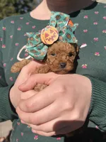 Pink, a female Poodle - Toy  for sale in Chesterfield, MO – 2 of 3