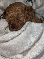 Teal, a male Poodle - Toy  for sale in Chesterfield, MO – 3 of 4