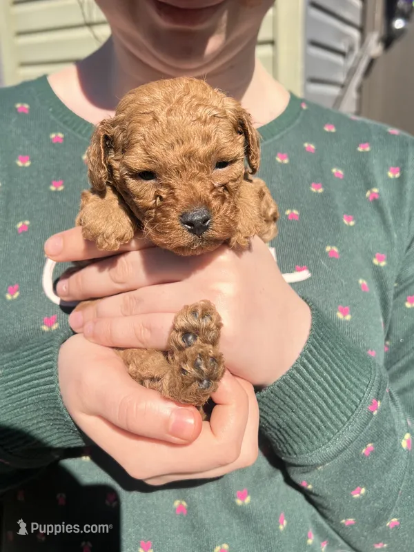 Teal – Poodle - Toy  puppy for sale in Chesterfield, MO