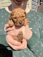 Teal, a male Poodle - Toy  for sale in Chesterfield, MO – 1 of 4