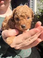 Teal, a male Poodle - Toy  for sale in Chesterfield, MO – 2 of 4