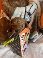 Teal, a male Poodle - Toy  for sale in Chesterfield, MO – 4 of 4