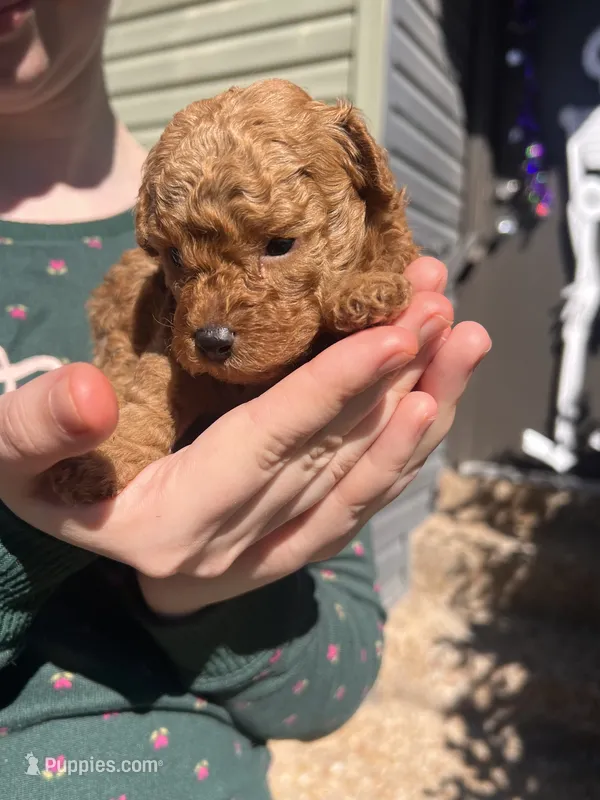 Blue – Poodle - Toy  puppy for sale in Chesterfield, MO