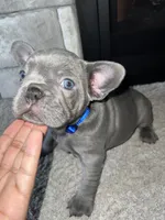 Blue, a male French Bulldog for sale in Liberal, KS – 2 of 2