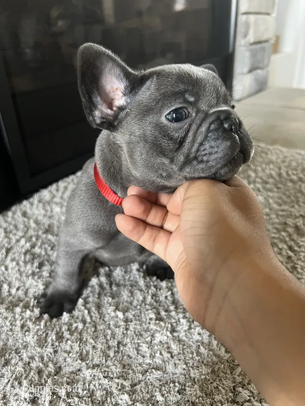 Brownie – French Bulldog puppy for sale in Liberal, KS