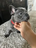Brownie, a male French Bulldog for sale in Liberal, KS – 1 of 2