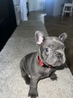 Brownie, a male French Bulldog for sale in Liberal, KS – 2 of 2