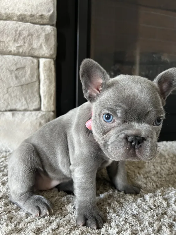 Pretty  – French Bulldog puppy for sale in Liberal, KS