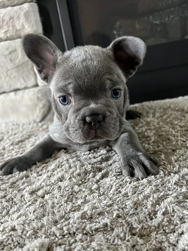 Blue – French Bulldog puppy for sale in Liberal, KS