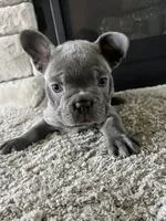 Blue, a male French Bulldog for sale in Liberal, KS – 1 of 2