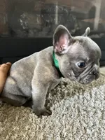 Little , a male French Bulldog for sale in Liberal, KS – 1 of 2