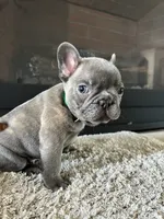 Little , a male French Bulldog for sale in Liberal, KS – 2 of 2
