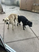 Puppies, a female American Pit Bull Terrier for sale in San Diego, CA – Photo 5 of 5