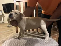 Puppies, a female American Pit Bull Terrier for sale in San Diego, CA – Photo 3 of 5