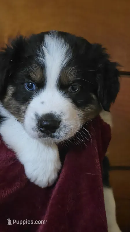 Sydney – Australian Shepherd puppy for sale in Kennedy, NY