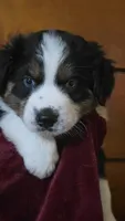 Sydney, a female Australian Shepherd for sale in Kennedy, NY – 1 of 5