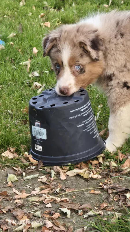 Dalhia – Australian Shepherd puppy for sale in Kennedy, NY