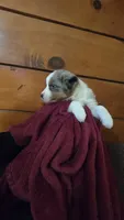 Sydney, a female Australian Shepherd for sale in Kennedy, NY – 4 of 5