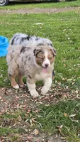 Dalhia, a female Australian Shepherd for sale in Kennedy, NY – 2 of 3