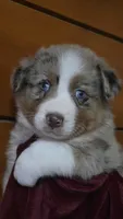 Sydney, a female Australian Shepherd for sale in Kennedy, NY – 3 of 5