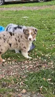 Dalhia, a female Australian Shepherd for sale in Kennedy, NY – 3 of 3