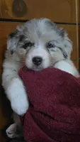 Sydney, a female Australian Shepherd for sale in Kennedy, NY – 5 of 5