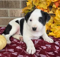Daisy , a female Australian Shepherd and Boxer for sale in Grabill, IN – 5 of 5