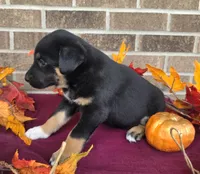 Buttercup , a female Australian Shepherd and Boxer for sale in Grabill, IN – 5 of 5
