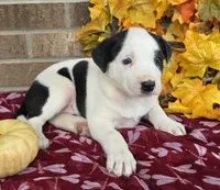Daisy , a female Australian Shepherd and Boxer for sale in Grabill, IN – 4 of 5
