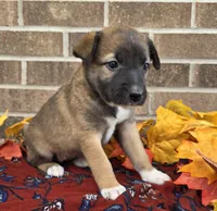 Tulip, a female Australian Shepherd and Boxer for sale in Grabill, IN – 4 of 4
