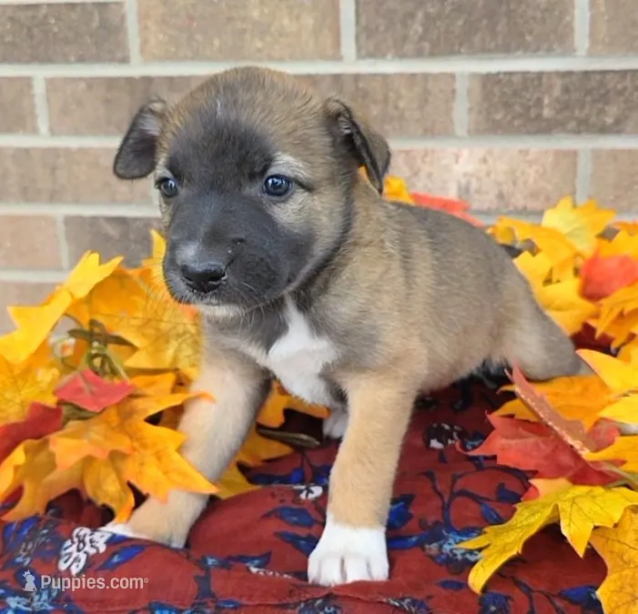 Tulip – Australian Shepherd, Boxer puppy for sale in Grabill, IN