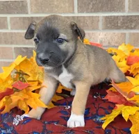 Tulip, a female Australian Shepherd and Boxer for sale in Grabill, IN – 1 of 4