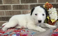 Rose, a female Australian Shepherd and Boxer for sale in Grabill, IN – 2 of 4