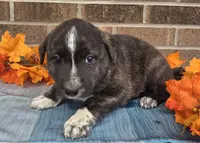 Trigger, a male Australian Shepherd and Boxer for sale in Grabill, IN – 2 of 4
