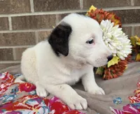 Rose, a female Australian Shepherd and Boxer for sale in Grabill, IN – 4 of 4