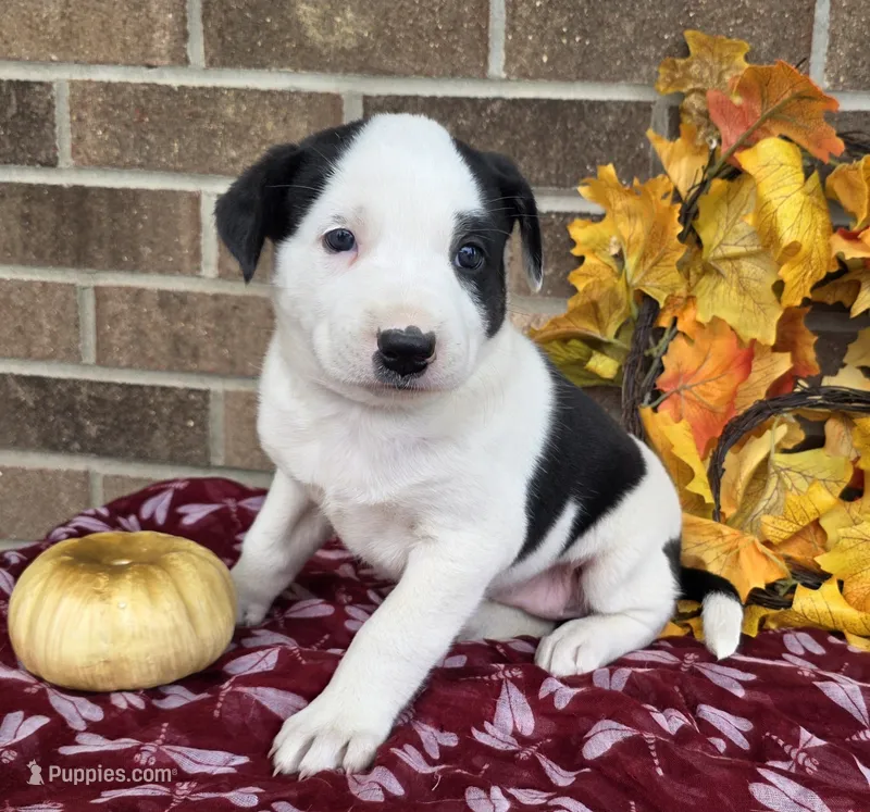 Daisy  – Australian Shepherd, Boxer puppy for sale in Grabill, IN