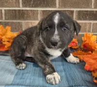 Trigger, a male Australian Shepherd and Boxer for sale in Grabill, IN – 3 of 4