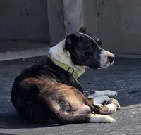 Daisy , a female Australian Shepherd and Boxer for sale in Grabill, IN – 3 of 5