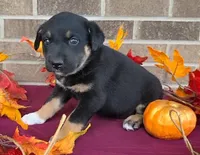 Buttercup , a female Australian Shepherd and Boxer for sale in Grabill, IN – 1 of 5
