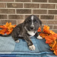 Trigger, a male Australian Shepherd and Boxer for sale in Grabill, IN – 4 of 4