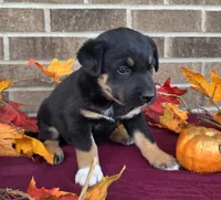 Buttercup , a female Australian Shepherd and Boxer for sale in Grabill, IN – 2 of 5